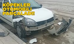 Köpekler park halindeki aracı parçaladı