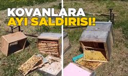 Sinop'ta arı kovanlarına ayı saldırısı