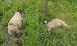 İki küçükbaş hayvan, köpek saldırısıyla telef oldu