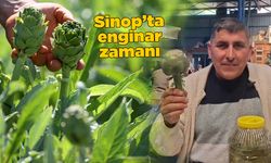 Karaciğer dostu yerli enginar tezgâhlarda