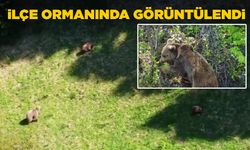 Dağda anne ayı ve yavruları görüntülendi