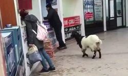 Fıkra gibi olay! Otogara giren keçi kasadan para çaldı
