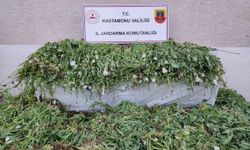 Kastamonu'da çok miktarda haşhaş bitkisi ele geçirildi