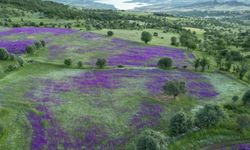 Şebinkarahisar'da çayırlar mor çiçeklerle bezendi