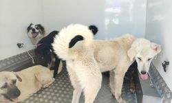 Sürü halinde gezen 37 sahipsiz köpek toplandı