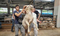 4 boynuzlu koç, kurban pazarının gözdesi oldu