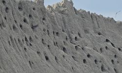 Doğanın mimarları büyüledi