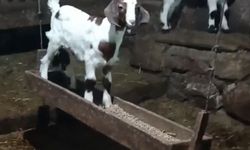 Görenleri gülümsetti: Oğlağın salıncak keyfi böyle kaydedildi