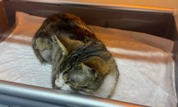 İdrar kesesinde taş bulunan kedi ameliyat edildi