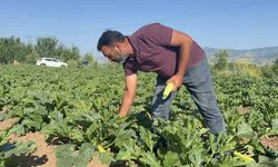 Meyveleri don vurdu, çiftçi ilk mahsulü öşür niyetine dağıttı