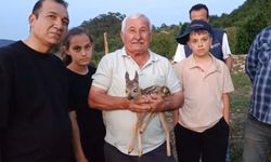 Sinoplu çobandan yavru ceylana şefkat eli