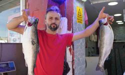 Somon en çok tercih edilen balık oldu