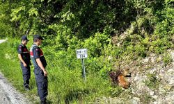 Yaralı halde bulunan 2 karaca tedavi altında