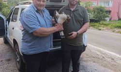 Yaralı şahin tedavi altına alındı