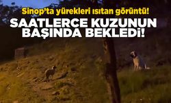 Gerze’de çoban köpeğinden yürek ısıtan hareket!