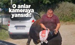 Sinop’ta kaçan kurbanlık köylüyü peşine taktı