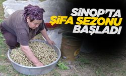 Sinop ve ilçelerinde dut pekmezi sezonu başladı