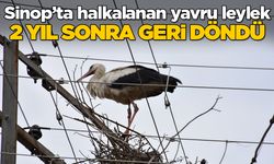 Sinop'ta yuvaya dönüş hikayesi