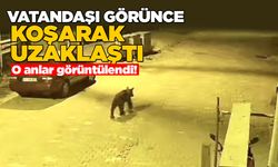 Sinop'ta ayı, ilçe merkezine indi