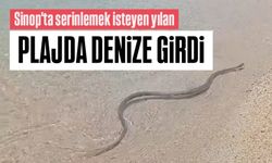 Sinop'ta sıcaktan bunalan yılan denizde görüntülendi