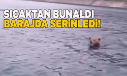 Barajda yüzen ayı kameraya yakalandı