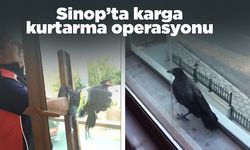 Sinop İtfaiyesi yavru karga için seferber oldu