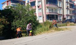Sinop'ta yaz temizliği devam ediyor