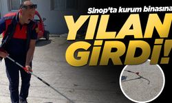 Sinop’ta kurum binasına giren yılan doğaya bırakıldı!