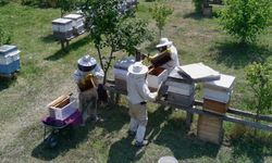 Tescilli Sinop kestane balının hasadı tamamlandı