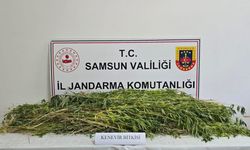 Samsun'da 5 bin 608 kök kenevir ele geçirildi