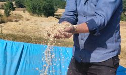 Siyez buğdayında hasat başladı