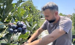 Tadından etkilendiği bitkinin üreticisi oldu