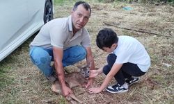 Yaralı yavru karaca tedavi altına alındı