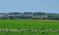 Çeltikçi kuşları Sinop’ta görüntülendi