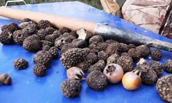 Defne, kestane ve trüf mantarı köylüle gelir sağlıyor
