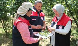 Düzce’de fındık hasat tarihleri belirlendi