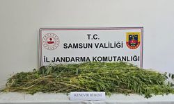 Samsun’da 5 bin 608 kök yasaklı madde bitkisi ele geçirildi