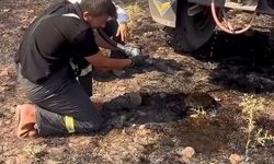 Yangından etkilenen kirpiye yardım eli