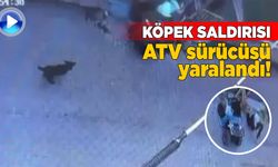 Sinop'ta sahipsiz köpek saldırısı: 1 yaralı