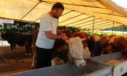 81 ildeki tüm hayvan pazarları kapatıldı