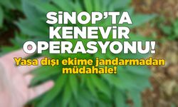 Sinop’ta kaçak kenevir eken şahıslar yakalandı