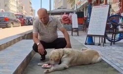 Sinoplu emlakçıdan duyarlı davranış: Sokak hayvanlarına su çağrısı