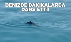 Yavru yunusun neşeli dansı kamerada!