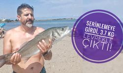 Serinlemeye girdi, çıplak elle 3.7 kiloluk levrek yakaladı!