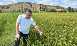 Damla sulama ve AWD yöntemi çeltik üretimine umut oluyor