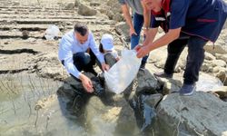 158 bin yavru sazan baraj ve göletlere bırakıldı