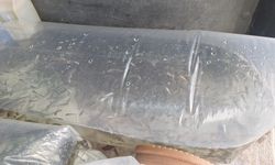 Kızılırmak Deltası'ndaki göle 6 bin yavru sazan bırakıldı