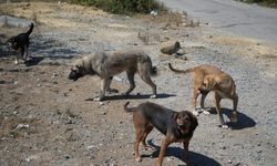 Başıboş köpekler nedeniyle vatandaşlar tedirgin
