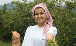 Fındık hasadı başladı
