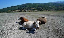 Kuruyan gölde inekler otluyor